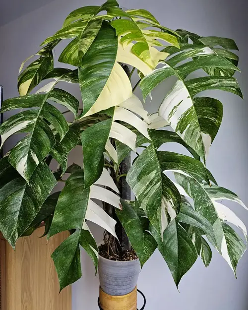 Epipremnum Pinnatum Care