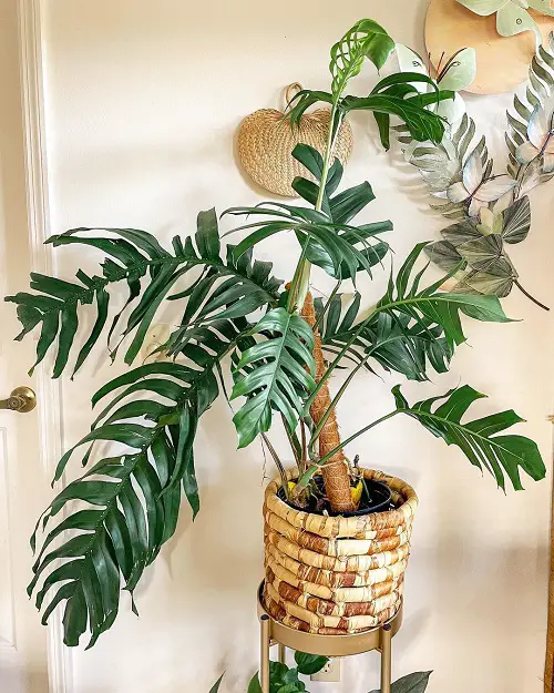 Epipremnum Pinnatum Care and Growing Guide