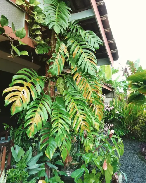 Epipremnum Pinnatum Information