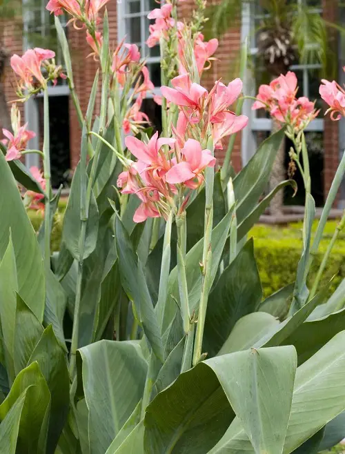 Tall Canna Lily Varieties 15