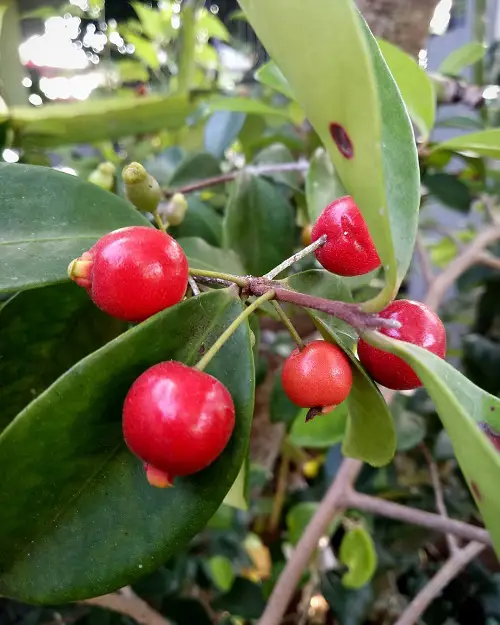 Cedar Bay Cherry fruit