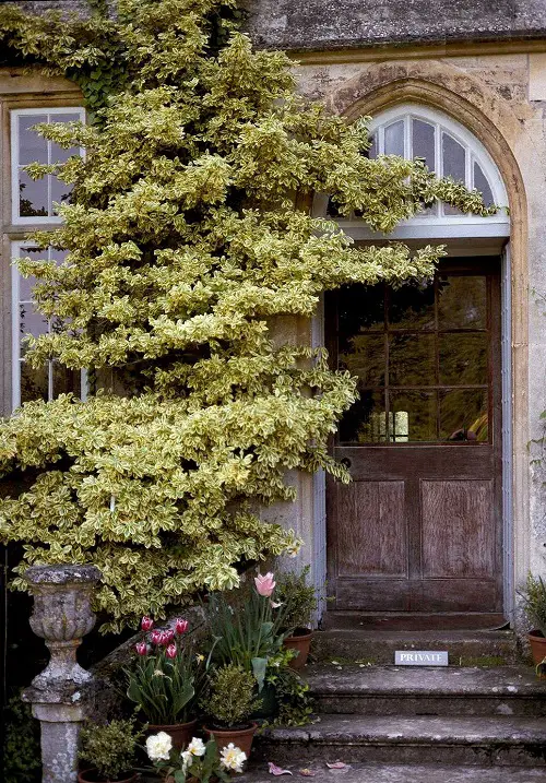 Shrubs that Climb like a Vine in garden