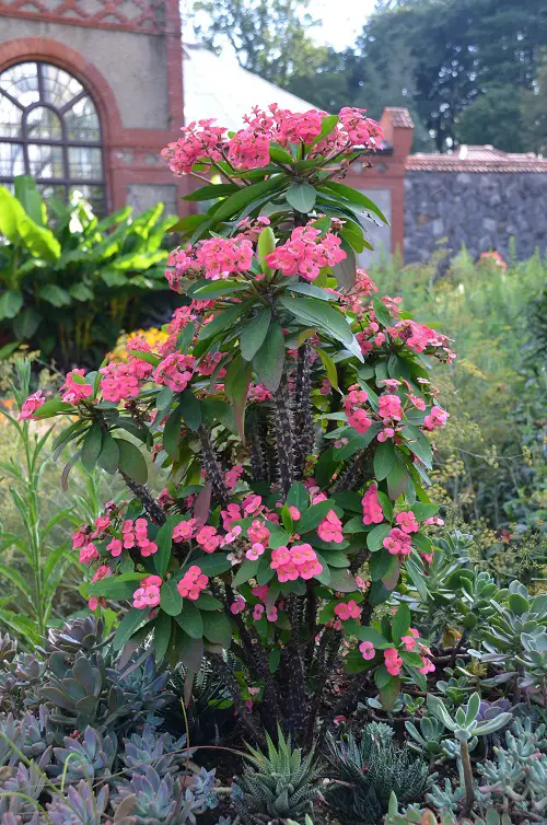 Pink Flowers and Succulents