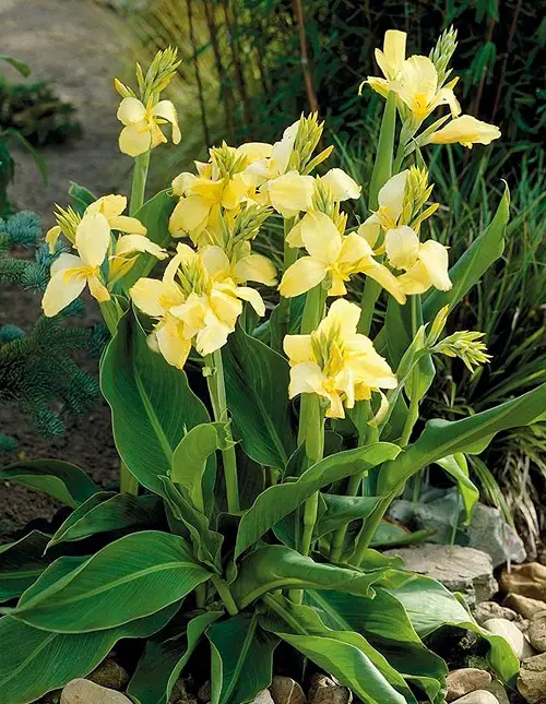 amazing Tall Canna Lily Varieties