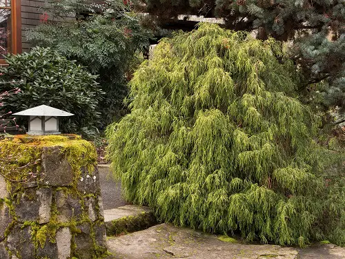 Low Maintenance Evergreen Shrubs 