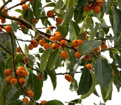 Fruits With The Beginning Of The Letter F