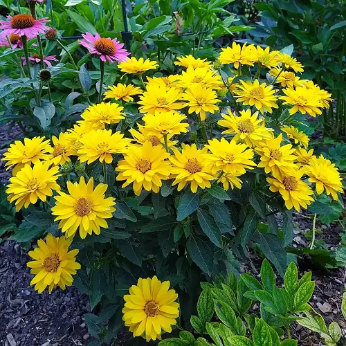 Best Perennial Sunflowers