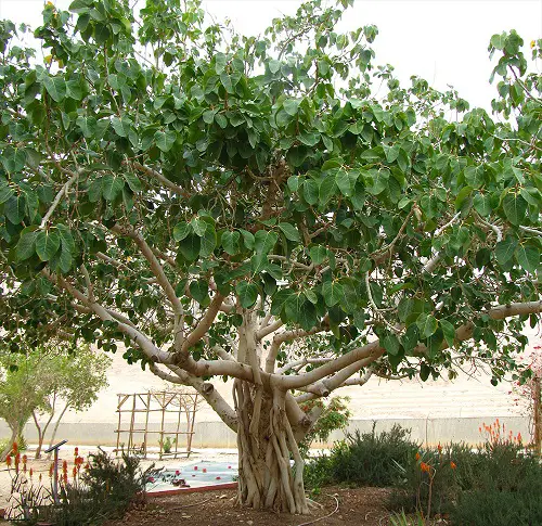 top Trees to Reduce Pollution 19