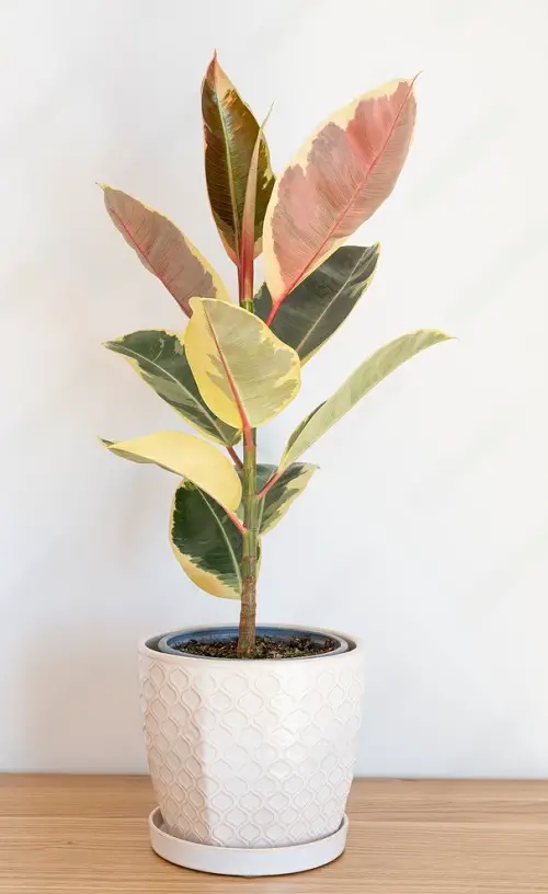 Types of Rubber Plants-Tineke