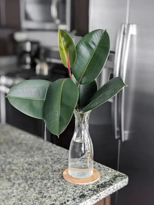 Big Leaf Houseplants that Grow in Just Water in kithcen