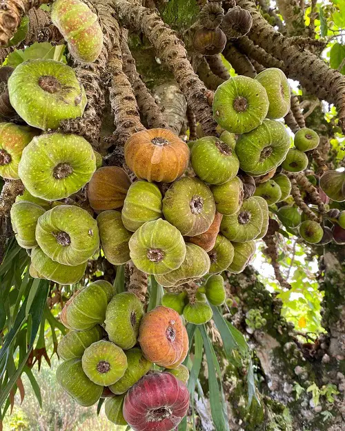 Cluster Fig fruit in tree on garden