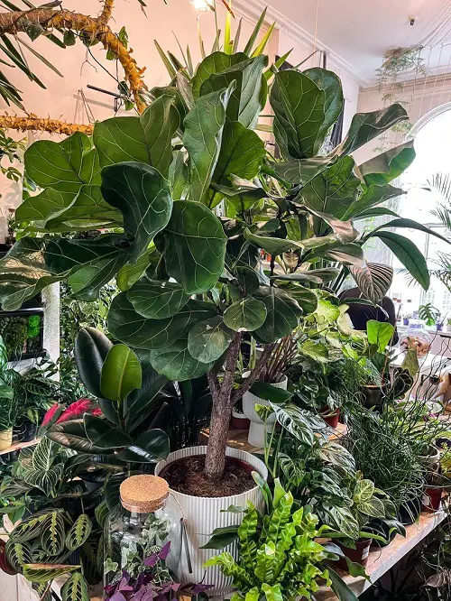 best Ideas for Urban Jungle Plants