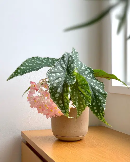 Varieties of Begonia Maculata 6