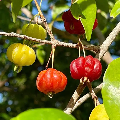 Fruits That Start With F 1