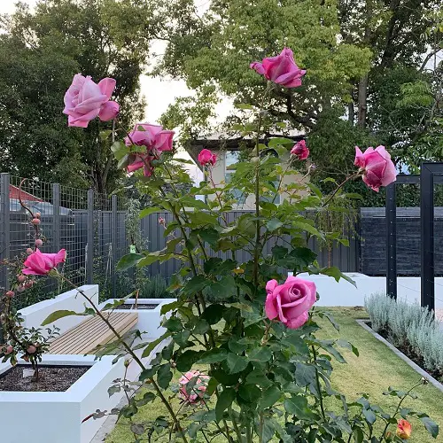 Long-Stemmed Roses for the Yard