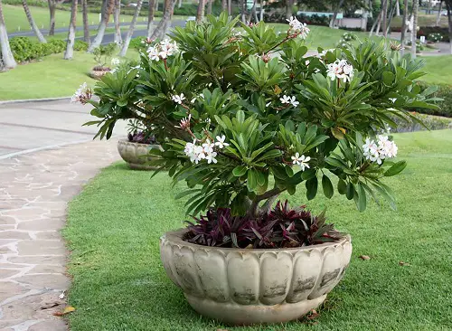 Most Beautiful White Fragrant Flowers