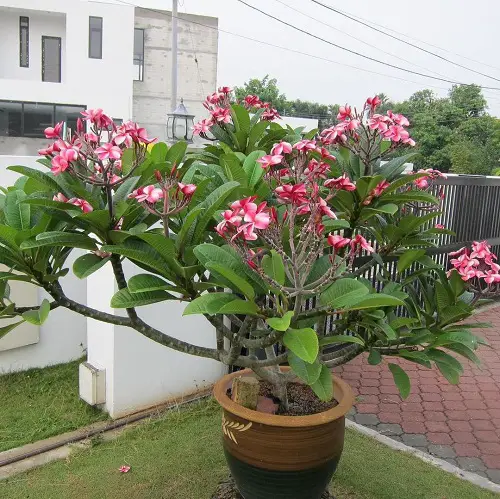 Plants from Jamaica