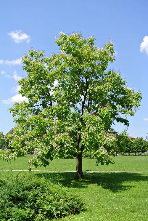 Top  Trees to Reduce Pollution