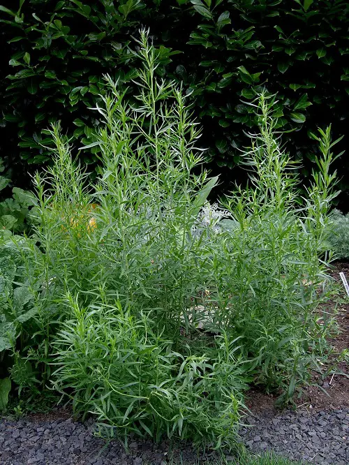 Companion Plants for Eggplants 31