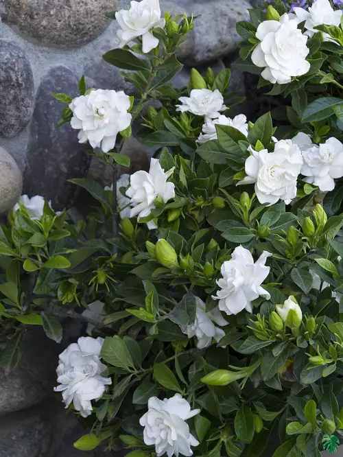 Beautiful Types of Gardenias in Florida 