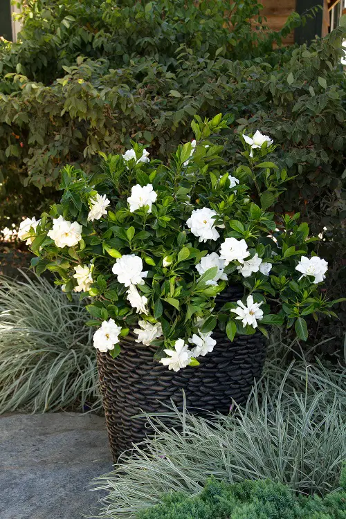 Beautiful Types of Gardenias in Florida