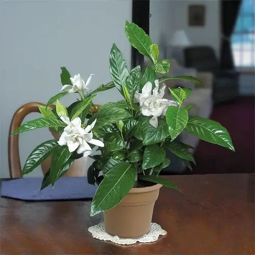 Types of Gardenias in Florida 3