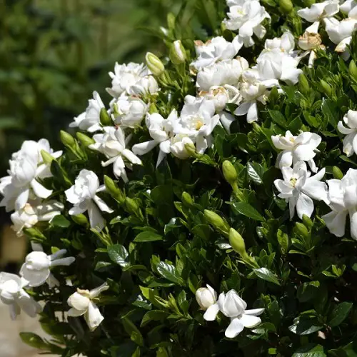 Beautiful Types of Gardenias in Florida gardens