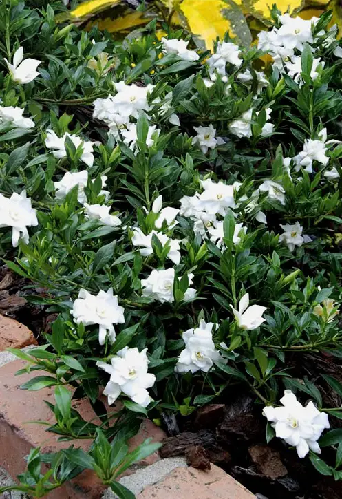 Beautiful Types of Gardenias in Florida bush