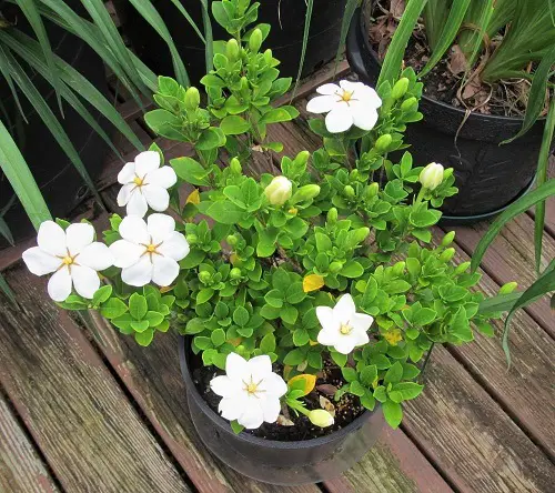 Beautiful Types of Gardenias in Florida in pot