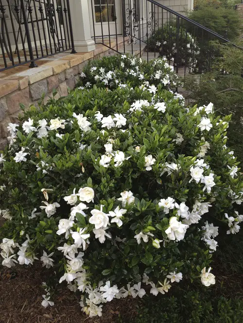White Fragrant Flowers near fence