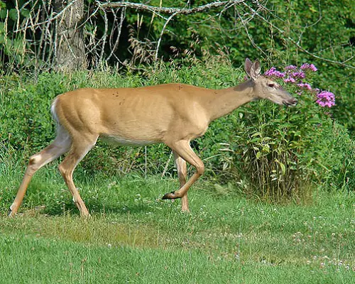 Geraniums and Deer