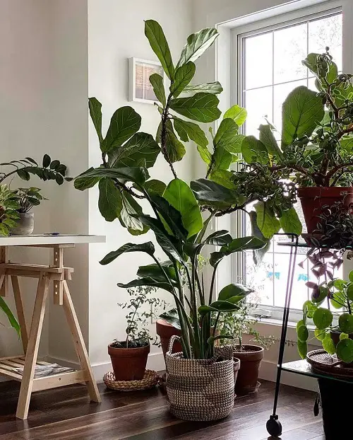Concepts for Urban Jungle Plants