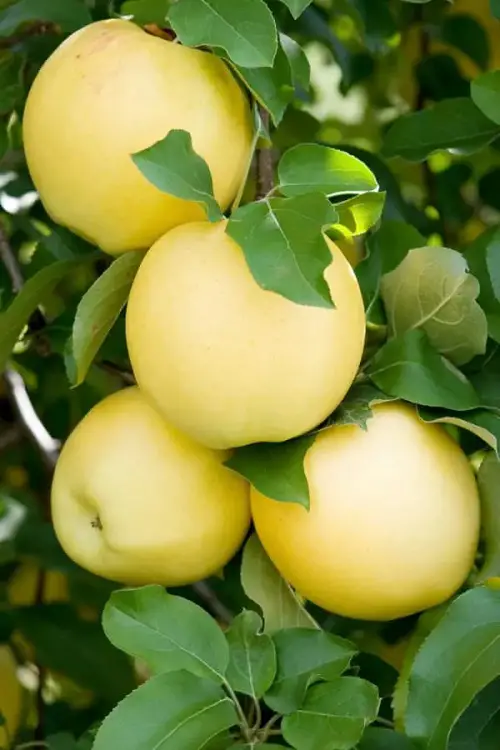 best Yellow Apple Varieties For Garden