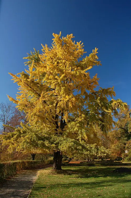 Trees for Pollution Reduction