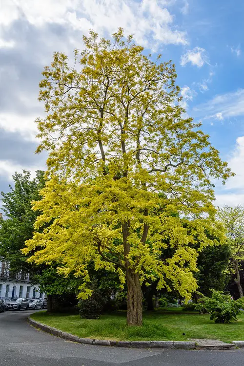 best The Greatest Trees to Lower Pollution