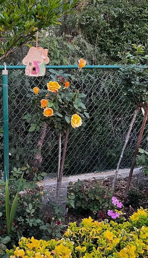 Gorgeous Roses with Long Stems for the Garden
