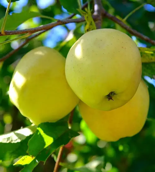 best Yellow Apple Varieties 3
