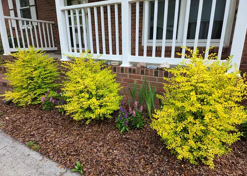 Low Maintenance Evergreen Shrubs  in garden