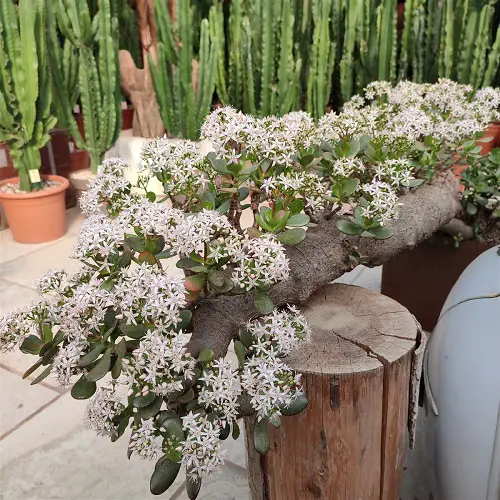lovely Beautiful Succulents Featuring White Flowers