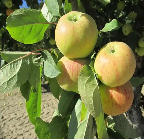 Yellow Apple Varieties For Garden