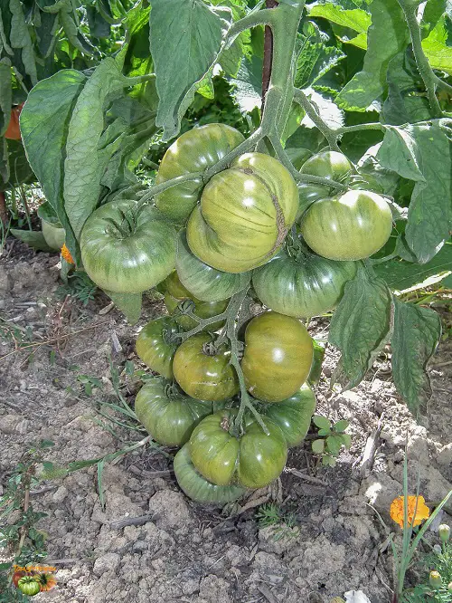 Best Tomatoes for Sandwiches list 