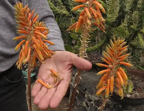  A Succulent Flower Stalk 2