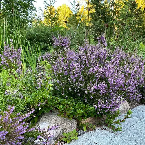 Evergreen shrubs that require little upkeep