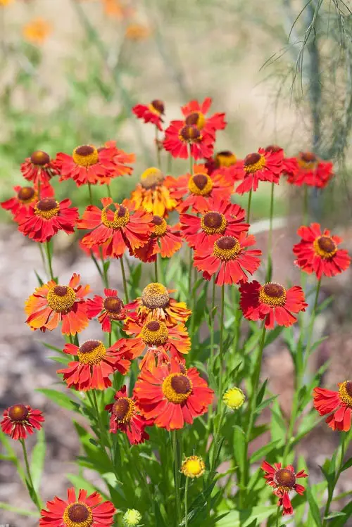 The Greatest Orange Wildflowers for Your Yard