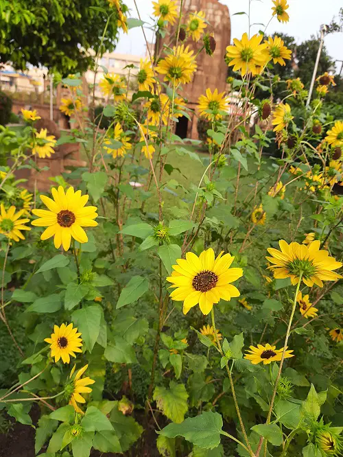 Are Sunflower Perennials 