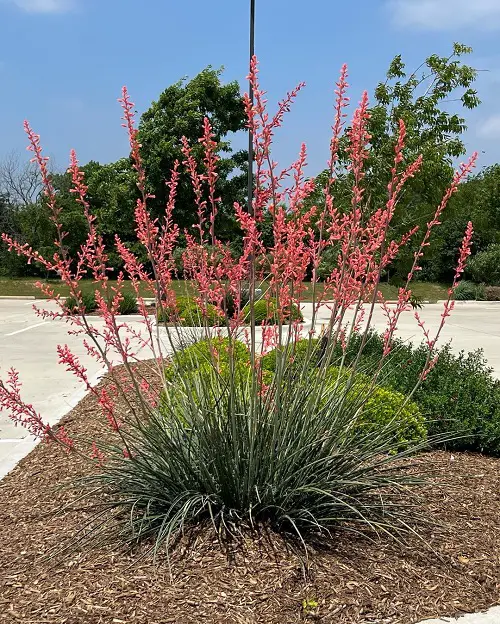 Plants Similar To Yucca 9