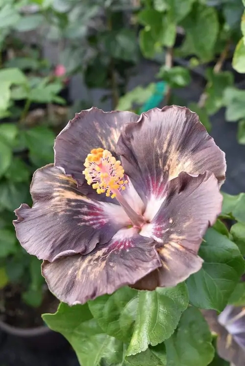 beautiful Black Plants and Flowers to Your Garden 