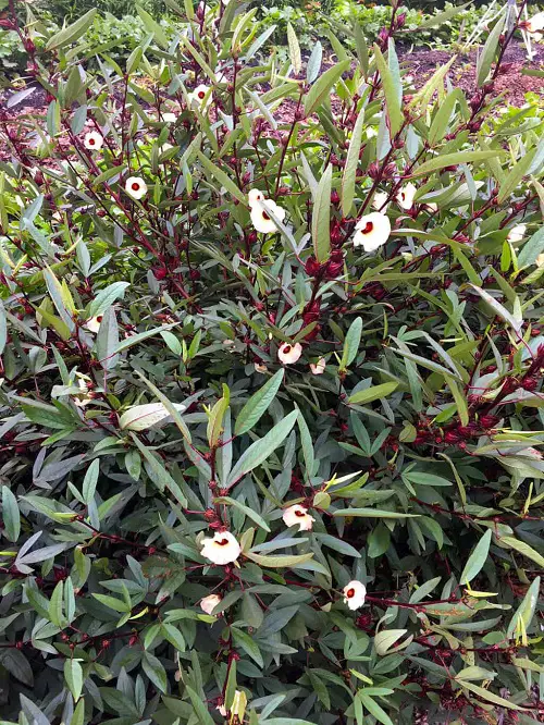 lovely Jamaican plants