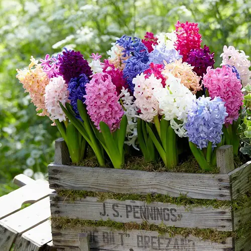 Some Flowers Toxic to Cats