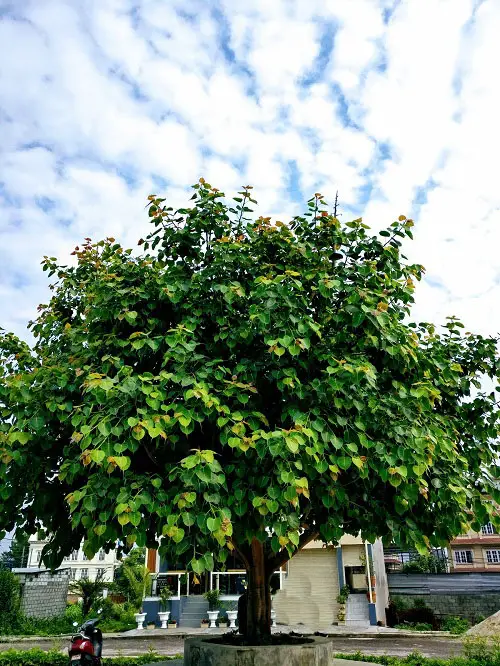 Trees to Reduce Pollution
